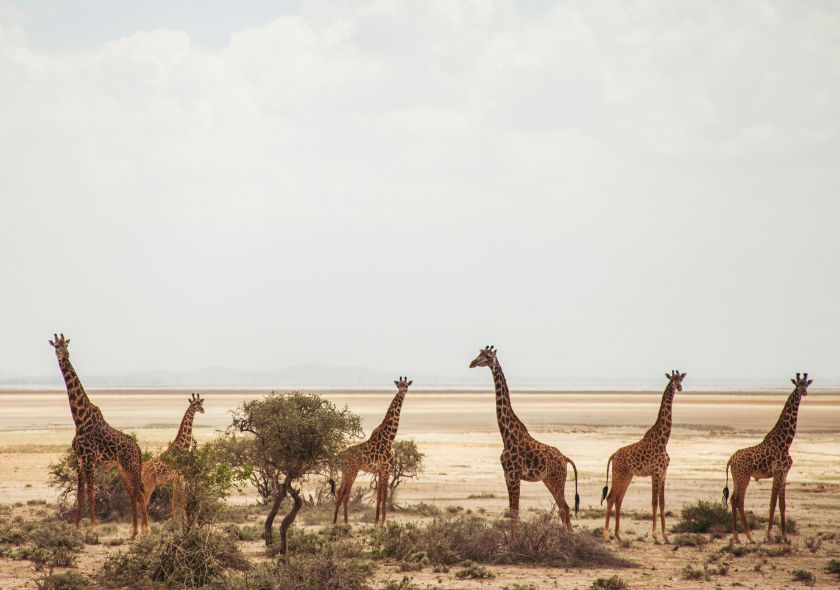 Kenya & South Africa